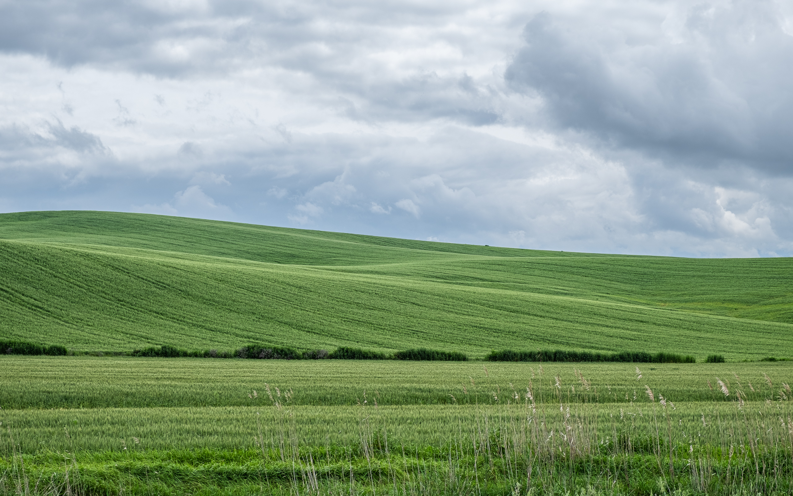 Sanft geschwungene Getreidefelder unter Regenwolken